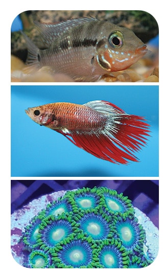Aquatic Livestock at That Fish Place - That Pet Place